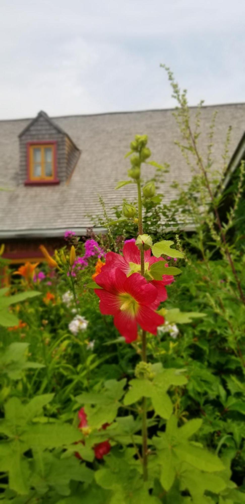 Auberge Le P'Tit Bonheur Saint-Laurent-de-l'ile d'Orleans Ngoại thất bức ảnh